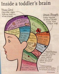Inside A Toddler's Brain