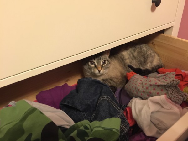 Koko in Drawer