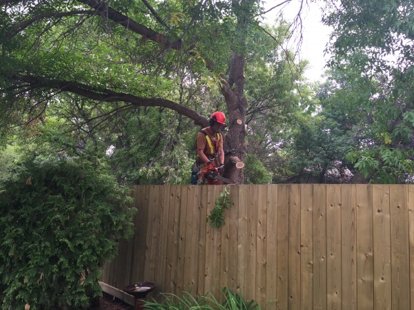 Tree Coming Down
