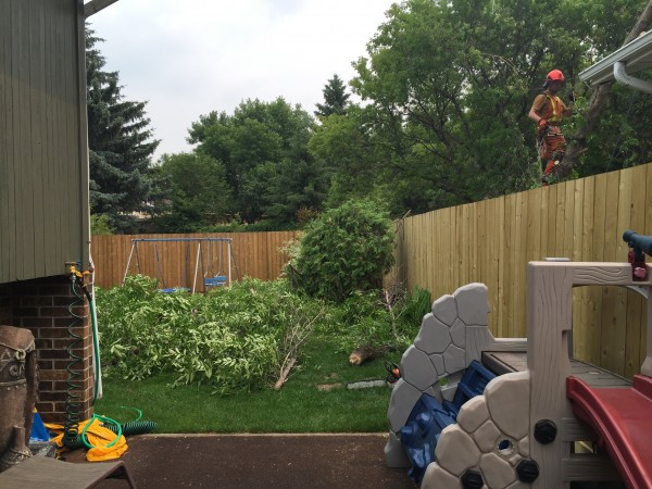 Tree Debris 
