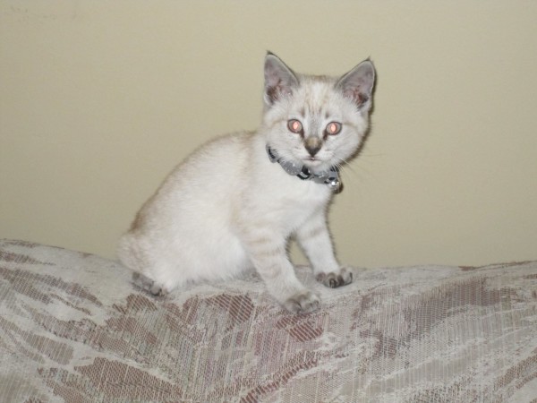 KokoKitty