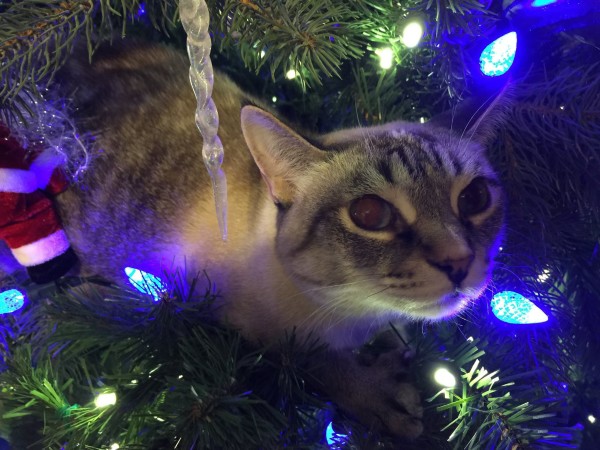 KokoXmas
